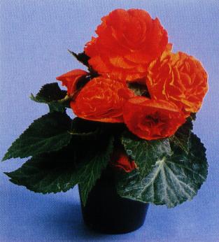 begonia